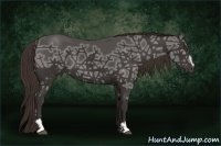 Horse Color:Liver Chestnut Ice Sabino 