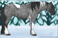 Horse Color:Blue Roan Tobiano