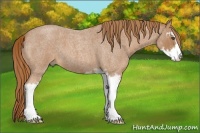 Horse Color:Red Roan Sabino