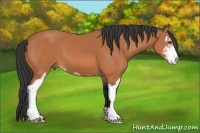 Horse Color:Bay Sabino 