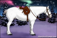 Horse Color:Brown Appaloosa
