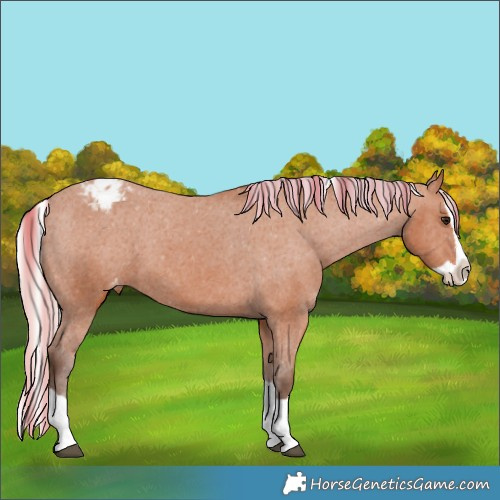 Horse Color:Silver Bay Splash Appaloosa 