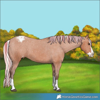 Horse Color:Silver Bay Splash Appaloosa 