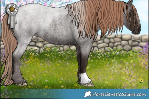 Horse Color:Liver Red Roan 