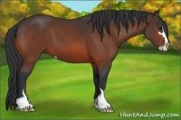 Horse Color:Bay Sabino 