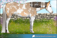 Horse Color:White Spotted Buckskin Roan Splash 