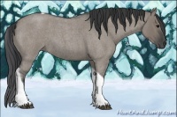 Horse Color:Grullo Roan Tobiano