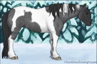 Horse Color:Blue Roan Tobiano