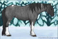 Horse Color:Blue Roan Tobiano 