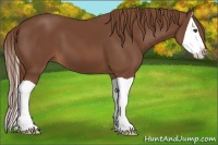 Horse Color:Chestnut Splash 