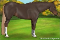 Horse Color:Liver Chestnut 