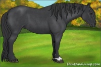 Horse Color:Blue Roan