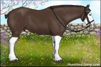 Horse Color:Liver Chestnut Splash 