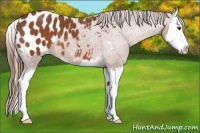 Horse Color:Chestnut Sabino Splash Appaloosa