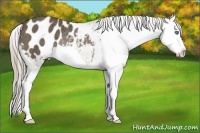 Horse Color:Chocolate Palomino Splash Appaloosa Rabicano 