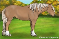 Horse Color:Palomino 