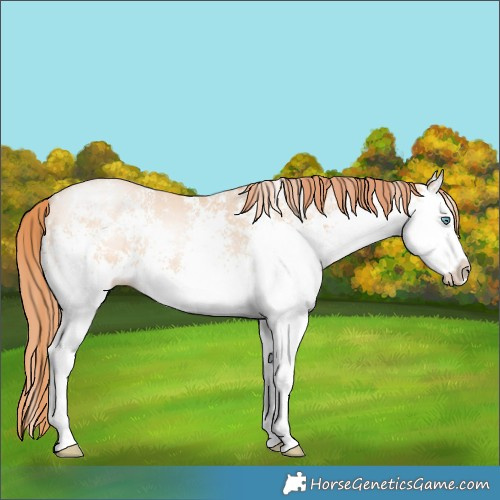 Horse Color:White Spotted Amber Champagne Pearl Splash 