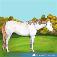 Horse Color:White Spotted Amber Champagne Pearl Splash 