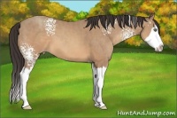 Horse Color:White Spotted Sable Champagne Sabino Splash