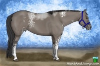 Horse Color:White Spotted Grullo Sabino