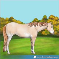 Horse Color:White Spotted Classic Champagne Pearl Sabino Splash