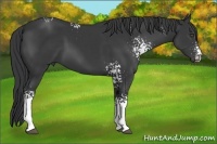 Horse Color:White Spotted Black Sabino 