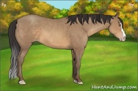 Horse Color:Sable Champagne Sabino Splash Rabicano 