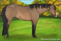 Horse Color:Bay Dun Splash