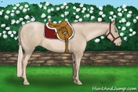 Horse Color:Chocolate Palomino Pearl Sabino 