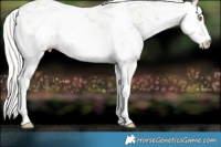 Horse Color:White Spotted Silver Classic Champagne Sabino 