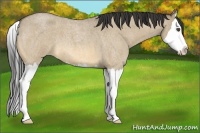 Horse Color:Buckskin Roan Dun Splash 