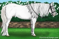 Horse Color:Silver Bay Appaloosa 