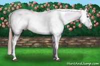 Horse Color:White Spotted Black Appaloosa