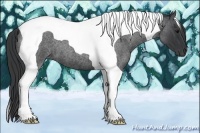 Horse Color:Blue Roan Tobiano