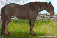 Horse Color:Liver Chestnut Rabicano