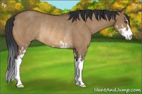 Horse Color:Bay Dun Sabino Rabicano 