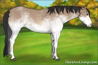 Horse Color:White Spotted Bay Roan Dun