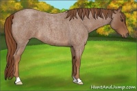 Horse Color:Red Roan 