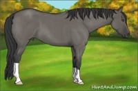 Horse Color:Grullo Roan 