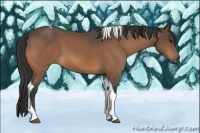Horse Color:Buckskin Tobiano 