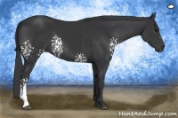Horse Color:White Spotted Black