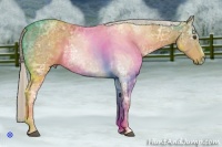 Horse Color:White Spotted Palomino Ice Sabino