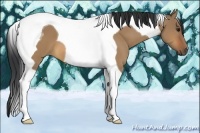 Horse Color:Bay Dun Tobiano 