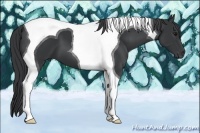 Horse Color:Black Tobiano