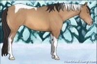 Horse Color:Amber Champagne Tobiano