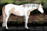 Horse Color:Smoky Black Pearl Sabino Splash Tobiano Rabicano 