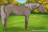 Horse Color:Silver Grullo 