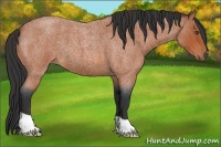 Horse Color:Bay Roan 