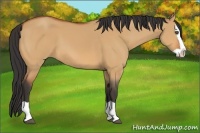 Horse Color:Bay Dun Splash 