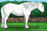 Horse Color:Gray Red Dun 